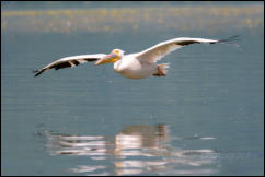 Great white pelican (Pelecanus onocrotalus), Lake Kerkini National Park, Central Macedonia. 