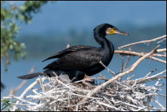 Great Cormorant (Phalacrocorax carbo) on nest with chick, Lake Kerkini National Park, Central Macedonia. 