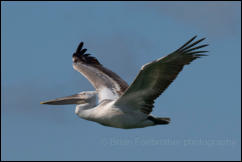 Dalmatian pelican (Pelecanus crispus), Lake Kerkini National Park, Central Macedonia. 