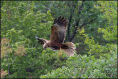 Western Marsh Harrier (Circus aeruginosus), Lake Kerkini National Park, Central Macedonia. 