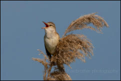 Great Reed Warbler (Acrocephalus arundinaceus), Lake Kerkini National Park, Central Macedonia. 