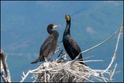 Great Cormorant (Phalacrocorax carbo) on nest with chick, Lake Kerkini National Park, Central Macedonia. 