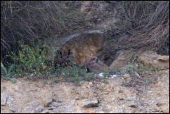 Eurasian eagle-owl (Bubo bubo) and chick, Lake Kerkini National Park, Central Macedonia. 