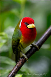 Red-headed Barbet (Eubucco bourclerii)