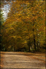 New Forest in Autumn near Burley, Hampshire, England.