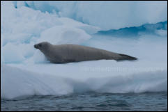 A Crabeater seal (Lobodon carcinophaga) resting on an ice floe in the Gerlache Strait in the Antarctic Peninsula, Antarctica.