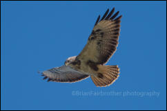 Common Buzzard (Buteo buteo)
